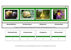 Setzleiste-zusammengesetzte-Frühlingswörter 4.pdf